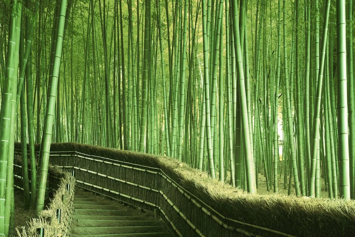 Bamboo wallpaper