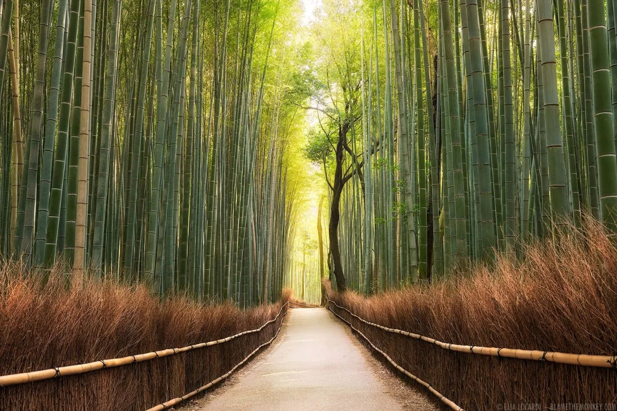 Bamboo wallpaper